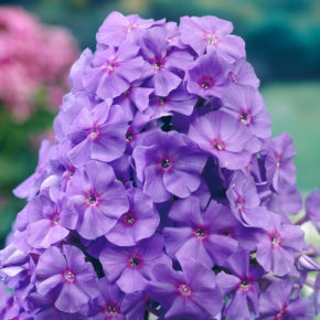 Amethyst Tall Phlox