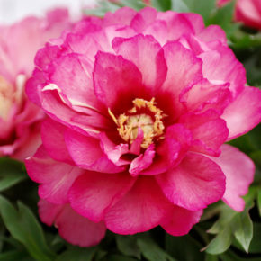 Julia Rose Itoh Hybrid Peony