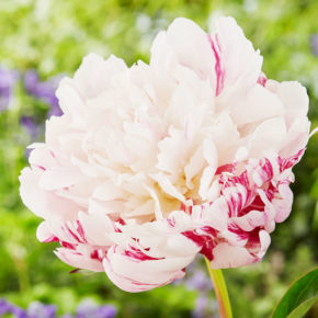 Candy Stripe Peony