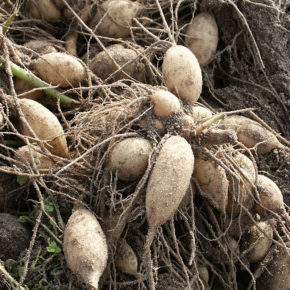 Dahlia Tubers