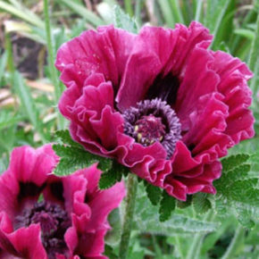 Harlem Oriental Poppy