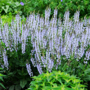 Crystal Blue Salvia