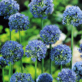 Blue Allium