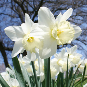 Ice Follies Daffodils