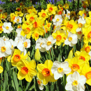 Daffodil Narcissus Mix 60 Days of Daffodils 50 Bulbs