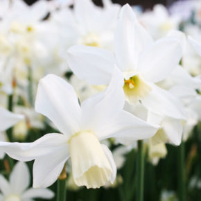 Sailboat Miniature Daffodils