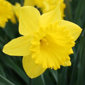 Dutch Master Daffodils