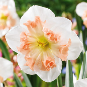 Mallee Daffodil