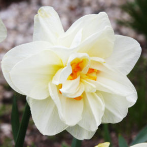 Sir Winston Churchill Daffodil