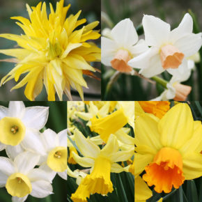 Dwarf Daffodils