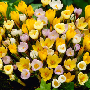 Mixed Botanical Crocus