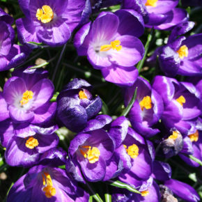 Ruby Giant Species Crocus