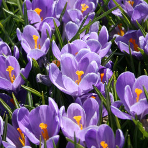 Grand Maitre Giant Crocus