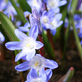 Siberian Squill