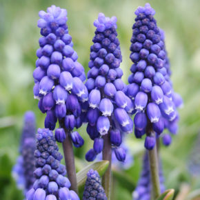 Blue Grape Hyacinths