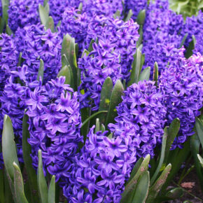 Blue Jacket Hyacinths