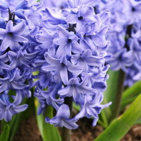 Blue Star Hyacinths