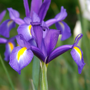 Blue Diamond Dutch Iris