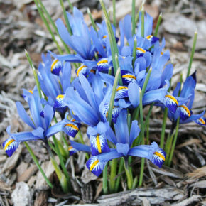 Harmony Dwarf Iris