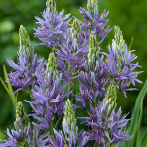 Camassia