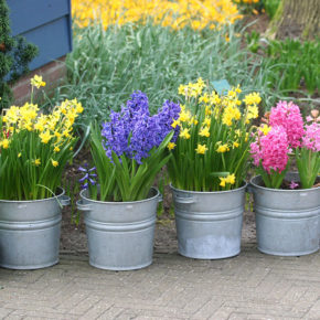 Daffodils and Hyacinths