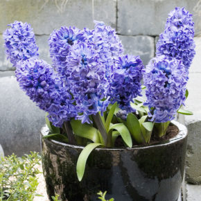 Hyacinths