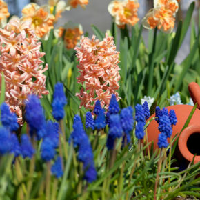 Daffodils, Hyacinths and Muscari