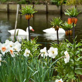 Orange Fritillaria and Tazetta Daffodils