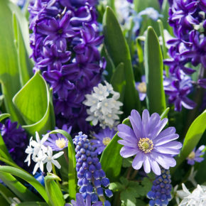 Hyacinths and Grecian Windflower