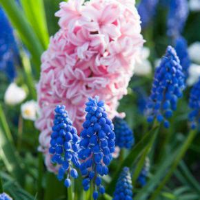 Fondant Hyacinths and Muscari