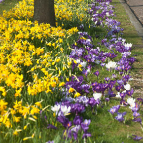 Miniature Daffodils and Crocus