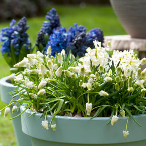 Hyacinths and Muscari