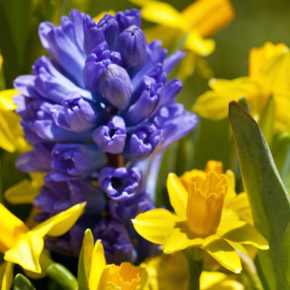 Daffodils and Hyacinths