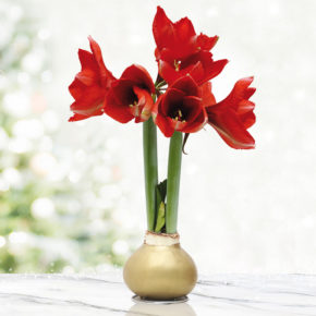 Gold Base Waxed Amaryllis