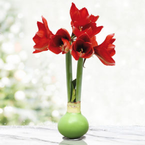 Green Base Waxed Amaryllis