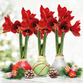 Waxed Amaryllis