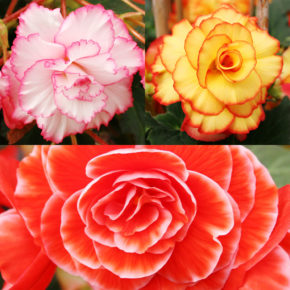 Picotee Begonias