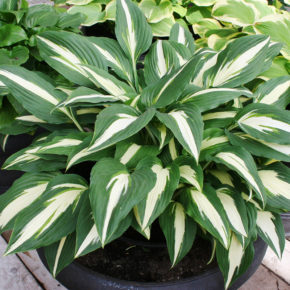 Cherry Berry Hosta