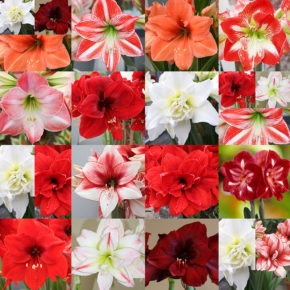 Amaryllis