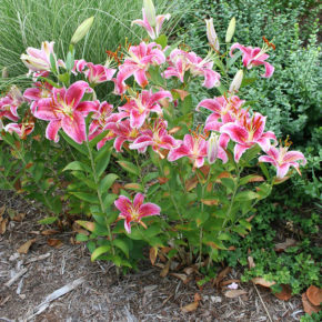 Stargazer Lilies