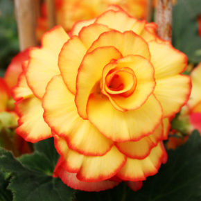 Apricot and Scarlet Picotee Begonia