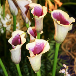 Picasso Calla Lily