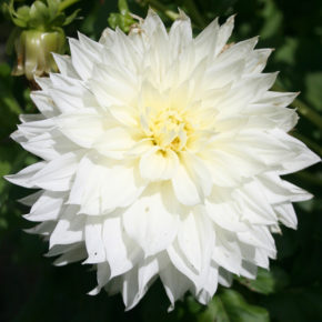 Fleurel Dinnerplate Dahlia