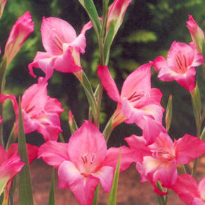 Charming Beauty Miniature Gladiolus