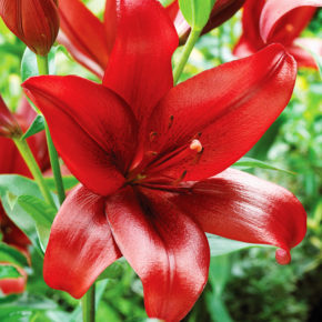 Red Velvet Lily