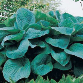 Big Daddy Hosta