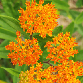 Butterfly Weed