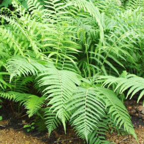 Lady Fern