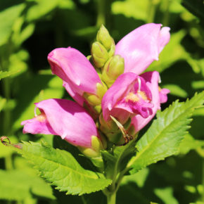 Rose Turtlehead