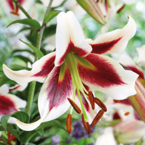 Beverly Dreams Orienpet Lily